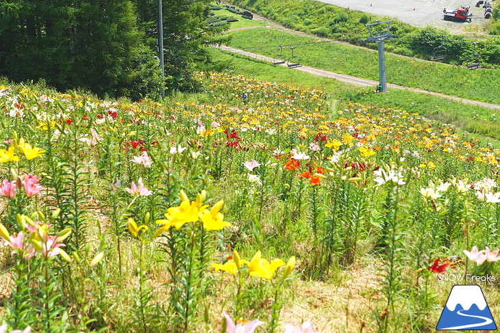 北海道最大級、213万輪のゆりの花！『オーンズ春香山ゆり園』